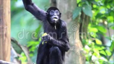 黑猴子吃黄椒.